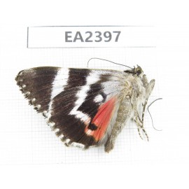Noctuidae sp. China, Inner Mongolia, Hulunbeier, Mt.Daxinganling.1Pcs. EA2397.