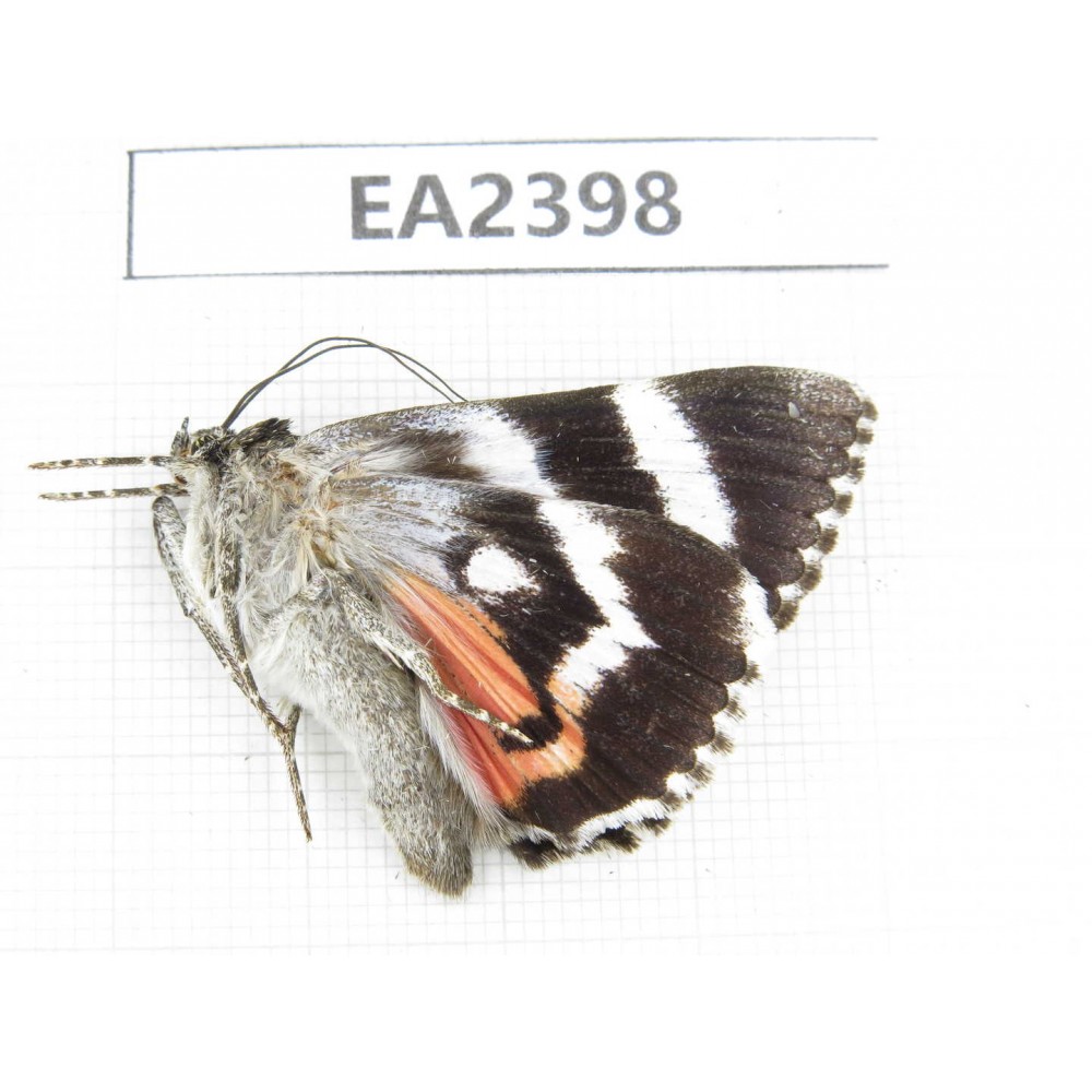 Noctuidae sp. China, Inner Mongolia, Hulunbeier, Mt.Daxinganling.1Pcs. EA2398.