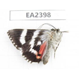 Noctuidae sp. China, Inner Mongolia, Hulunbeier, Mt.Daxinganling.1Pcs. EA2398.