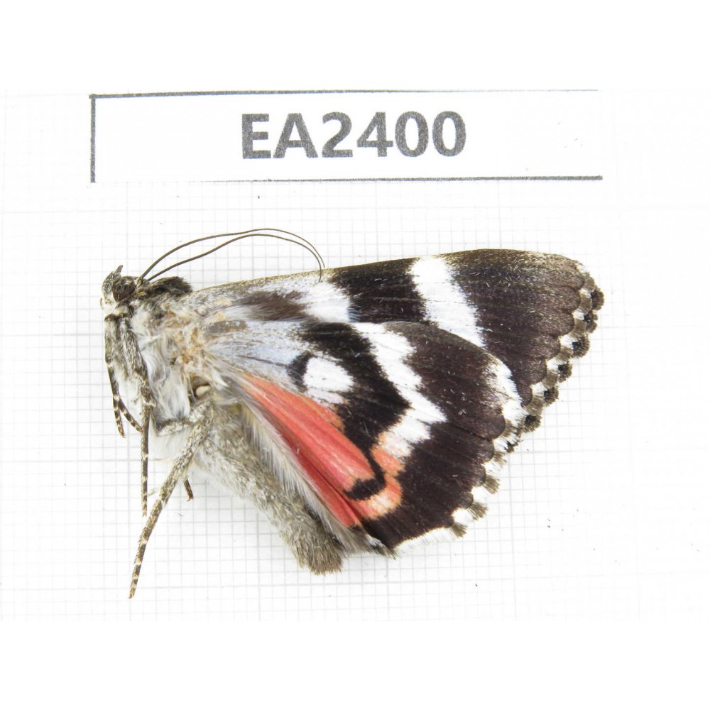 Noctuidae sp. China, Inner Mongolia, Hulunbeier, Mt.Daxinganling.1Pcs. EA2400.