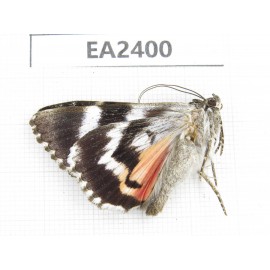 Noctuidae sp. China, Inner Mongolia, Hulunbeier, Mt.Daxinganling.1Pcs. EA2400.