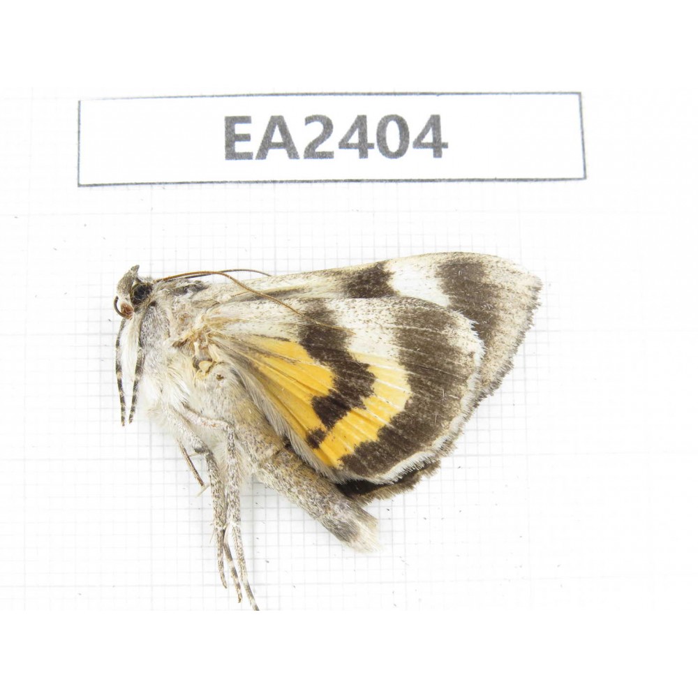 Noctuidae sp. China, Inner Mongolia, Hulunbeier, Mt.Daxinganling.1Pcs. EA2404.