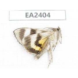 Noctuidae sp. China, Inner Mongolia, Hulunbeier, Mt.Daxinganling.1Pcs. EA2404.