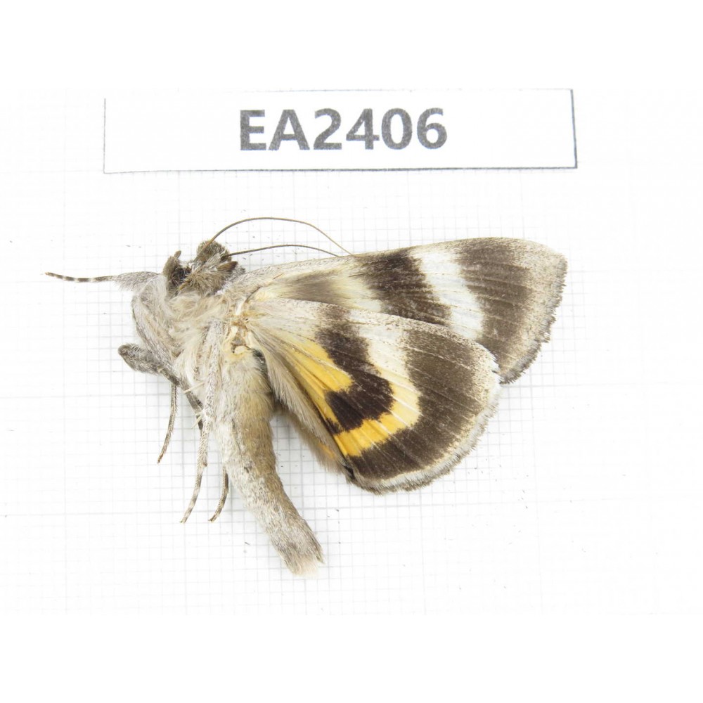 Noctuidae sp. China, Inner Mongolia, Hulunbeier, Mt.Daxinganling.1Pcs. EA2406.