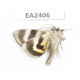 Noctuidae sp. China, Inner Mongolia, Hulunbeier, Mt.Daxinganling.1Pcs. EA2406.