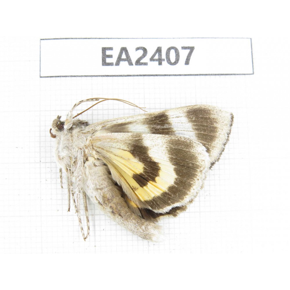 Noctuidae sp. China, Inner Mongolia, Hulunbeier, Mt.Daxinganling.1Pcs. EA2407.
