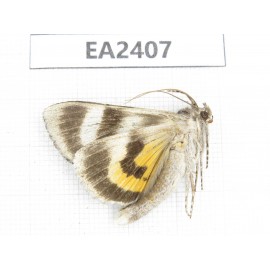 Noctuidae sp. China, Inner Mongolia, Hulunbeier, Mt.Daxinganling.1Pcs. EA2407.