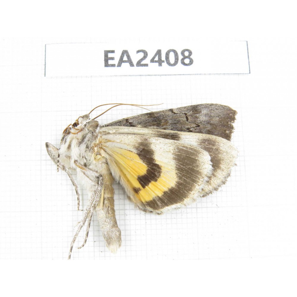 Noctuidae sp. China, Inner Mongolia, Hulunbeier, Mt.Daxinganling.1Pcs. EA2408.