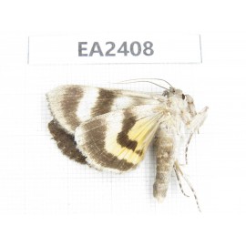 Noctuidae sp. China, Inner Mongolia, Hulunbeier, Mt.Daxinganling.1Pcs. EA2408.