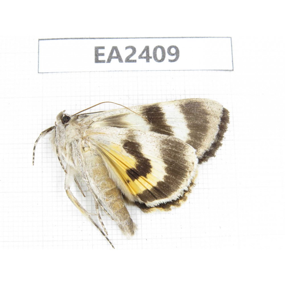 Noctuidae sp. China, Inner Mongolia, Hulunbeier, Mt.Daxinganling.1Pcs. EA2409.
