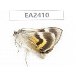 Noctuidae sp. China, Inner Mongolia, Hulunbeier, Mt.Daxinganling.1Pcs. EA2410.