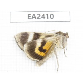 Noctuidae sp. China, Inner Mongolia, Hulunbeier, Mt.Daxinganling.1Pcs. EA2410.