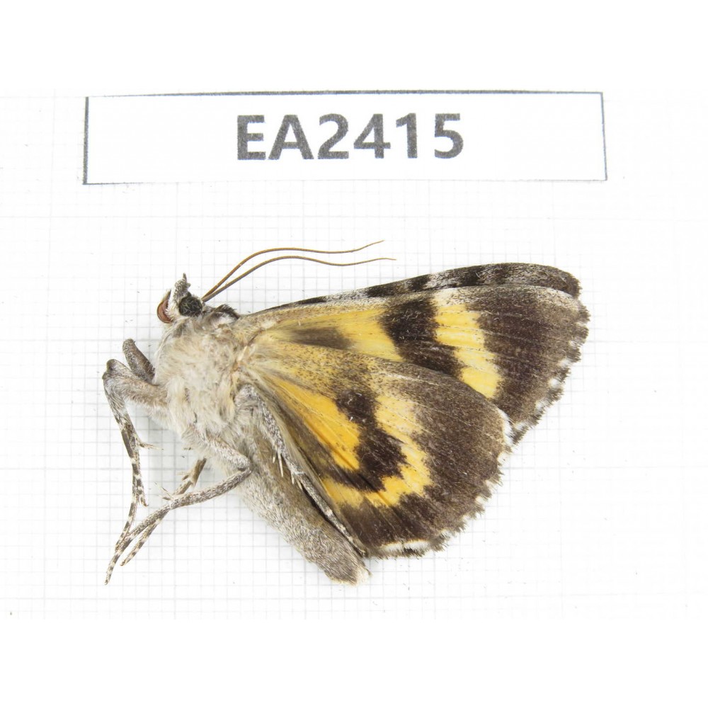 Noctuidae sp. China, Inner Mongolia, Hulunbeier, Mt.Daxinganling.1Pcs. EA2415.