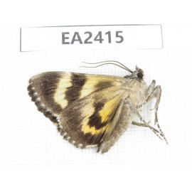 Noctuidae sp. China, Inner Mongolia, Hulunbeier, Mt.Daxinganling.1Pcs. EA2415.