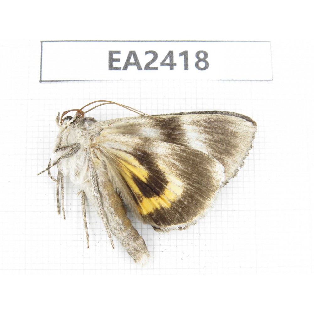 Noctuidae sp. China, Inner Mongolia, Hulunbeier, Mt.Daxinganling.1Pcs. EA2418.