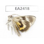 Noctuidae sp. China, Inner Mongolia, Hulunbeier, Mt.Daxinganling.1Pcs. EA2418.