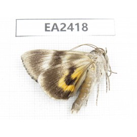 Noctuidae sp. China, Inner Mongolia, Hulunbeier, Mt.Daxinganling.1Pcs. EA2418.