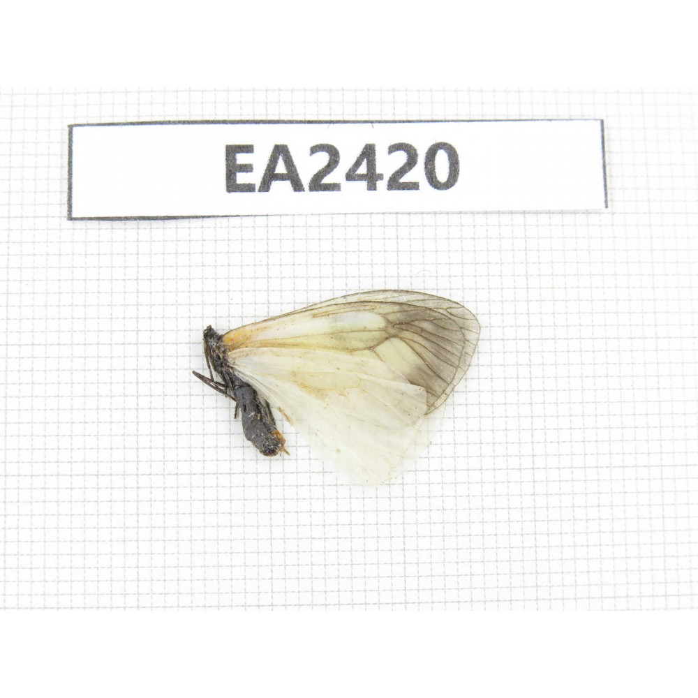 Day flying moths sp. China, Tibet, Linzhi. 1Pcs. EA2420.