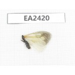 Day flying moths sp. China, Tibet, Linzhi. 1Pcs. EA2420.