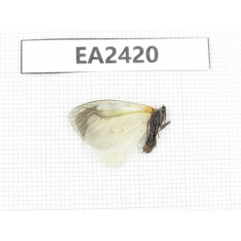 Day flying moths sp. China, Tibet, Linzhi. 1Pcs. EA2420.