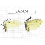 Day flying moths sp. China,Yunnan, Dali, Yunlong county. 1P. EA2424.