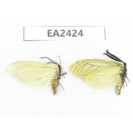 Day flying moths sp. China,Yunnan, Dali, Yunlong county. 1P. EA2424.