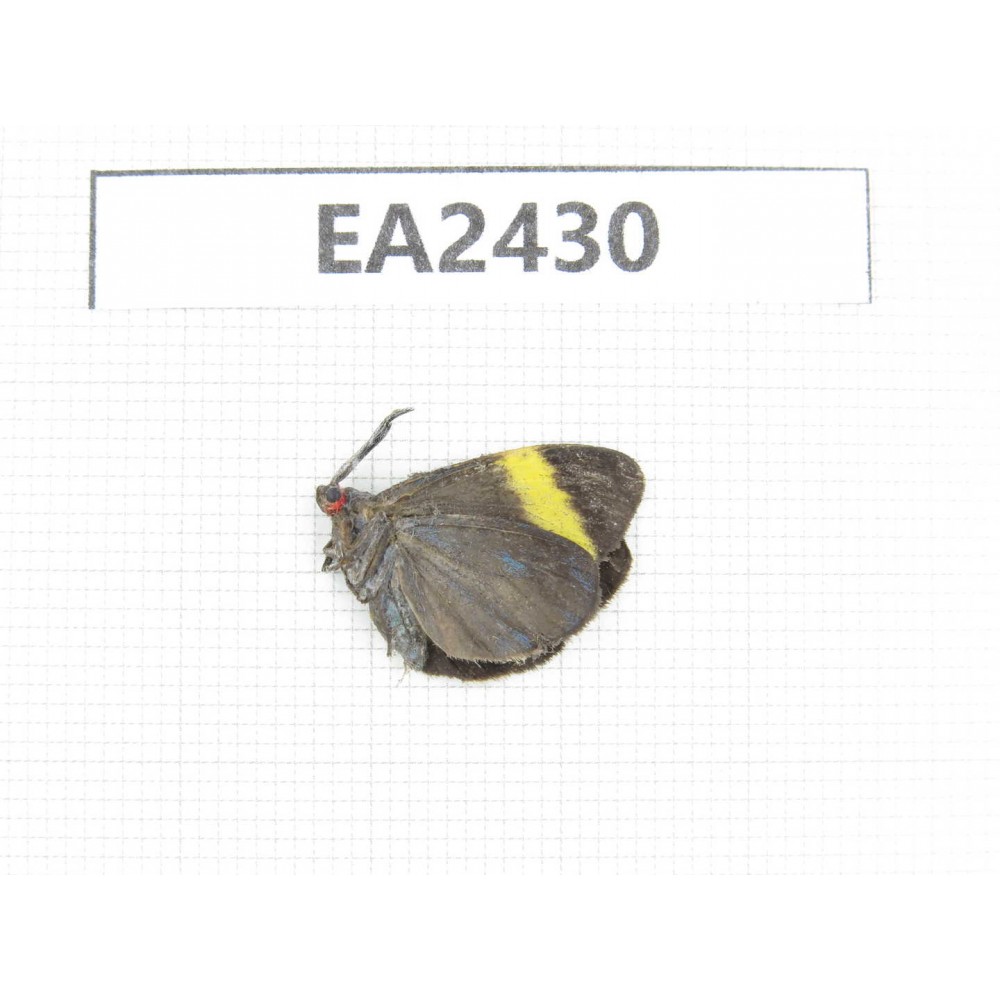 Day flying moths sp. China, Hainan Island, Ledong, Mt.Jianfengling.1F. EA2430.
