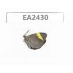 Day flying moths sp. China, Hainan Island, Ledong, Mt.Jianfengling.1F. EA2430.