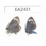 Day flying moths sp. China, Hainan Island, Ledong, Mt.Jianfengling. 2Pcs. EA2431.