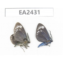 Day flying moths sp. China, Hainan Island, Ledong, Mt.Jianfengling. 2Pcs. EA2431.