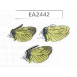 Day flying moths sp. China, NW of Yunnan, Xiangerila area, S of Weixi county. 2M1F. EA2442.