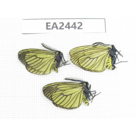 Day flying moths sp. China, NW of Yunnan, Xiangerila area, S of Weixi county. 2M1F. EA2442.