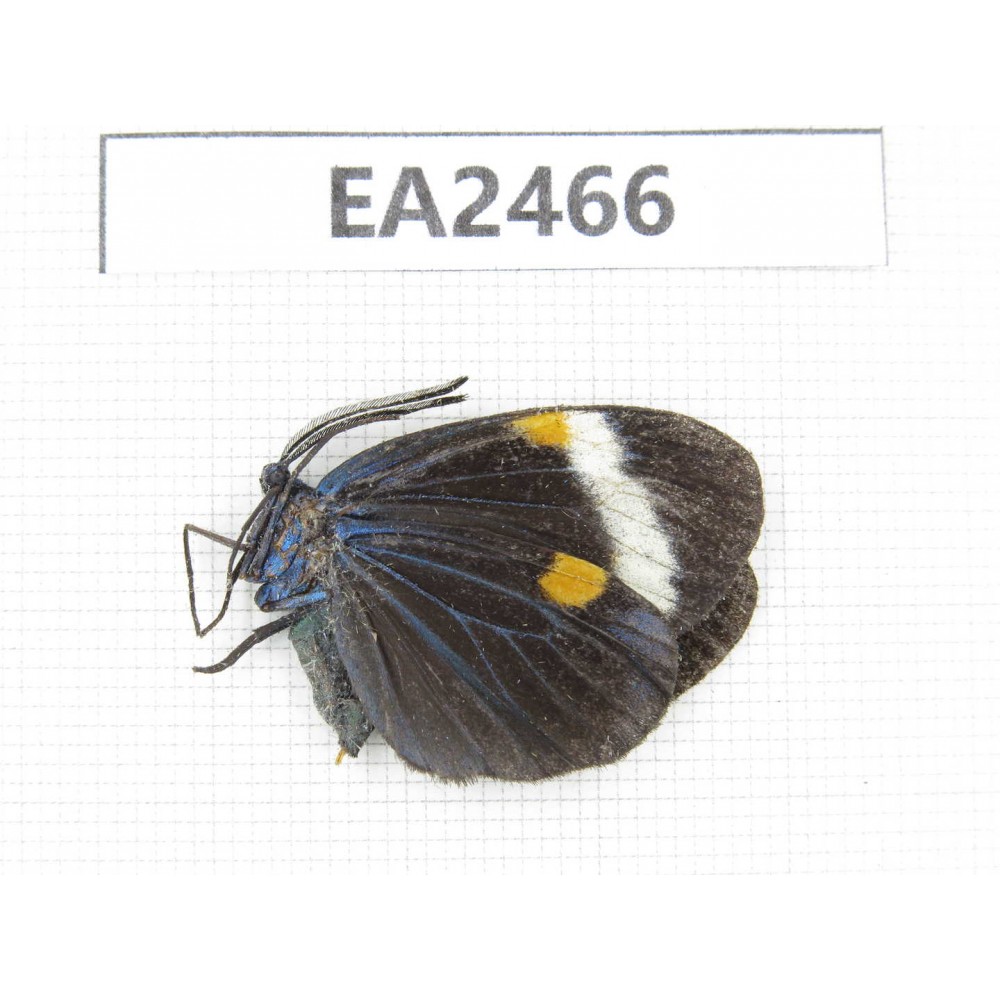 Day flying moths sp. China, SE of Guizhou, Mt.Leigongshan. 1Pcs. EA2466.