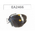Day flying moths sp. China, SE of Guizhou, Mt.Leigongshan. 1Pcs. EA2466.