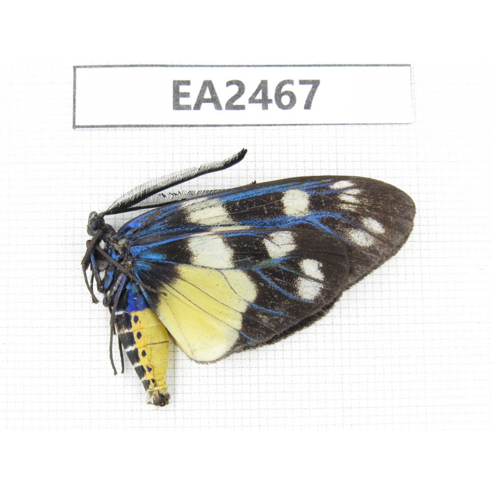 Day flying moths sp. China, SE of Guizhou, Mt.Leigongshan. 1Pcs. EA2467.