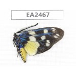Day flying moths sp. China, SE of Guizhou, Mt.Leigongshan. 1Pcs. EA2467.