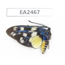 Day flying moths sp. China, SE of Guizhou, Mt.Leigongshan. 1Pcs. EA2467.