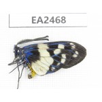 Day flying moths sp. China, SE of Guizhou, Mt.Leigongshan. 1Pcs. EA2468.