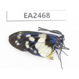 Day flying moths sp. China, SE of Guizhou, Mt.Leigongshan. 1Pcs. EA2468.
