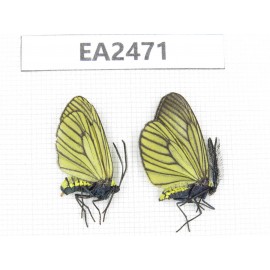 Day flying moths sp. China, NW of Yunnan, Xiangerila area, S of Weixi county. 1P. EA2471.