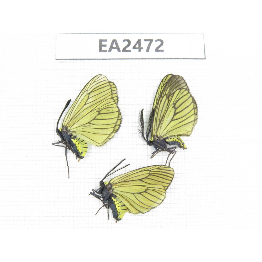 Day flying moths sp. China, Yunnan, Lijiang, Yulong county. 1M2F. EA2472.