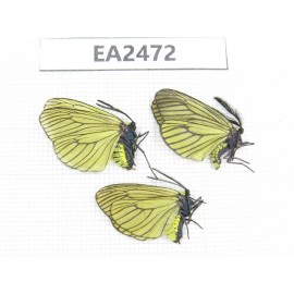 Day flying moths sp. China, Yunnan, Lijiang, Yulong county. 1M2F. EA2472.