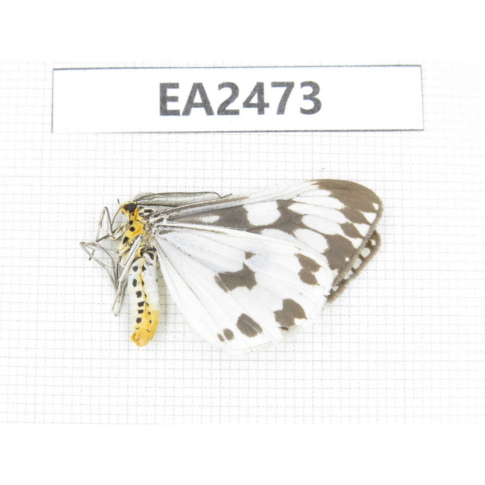 Arctiidae sp. China, Yunnan, Yuxi area, Yuanjiang county. 1Pcs. EA2473.
