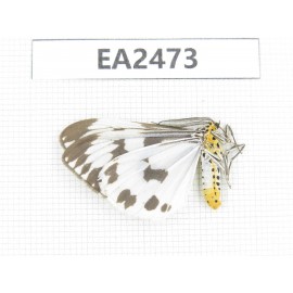 Arctiidae sp. China, Yunnan, Yuxi area, Yuanjiang county. 1Pcs. EA2473.