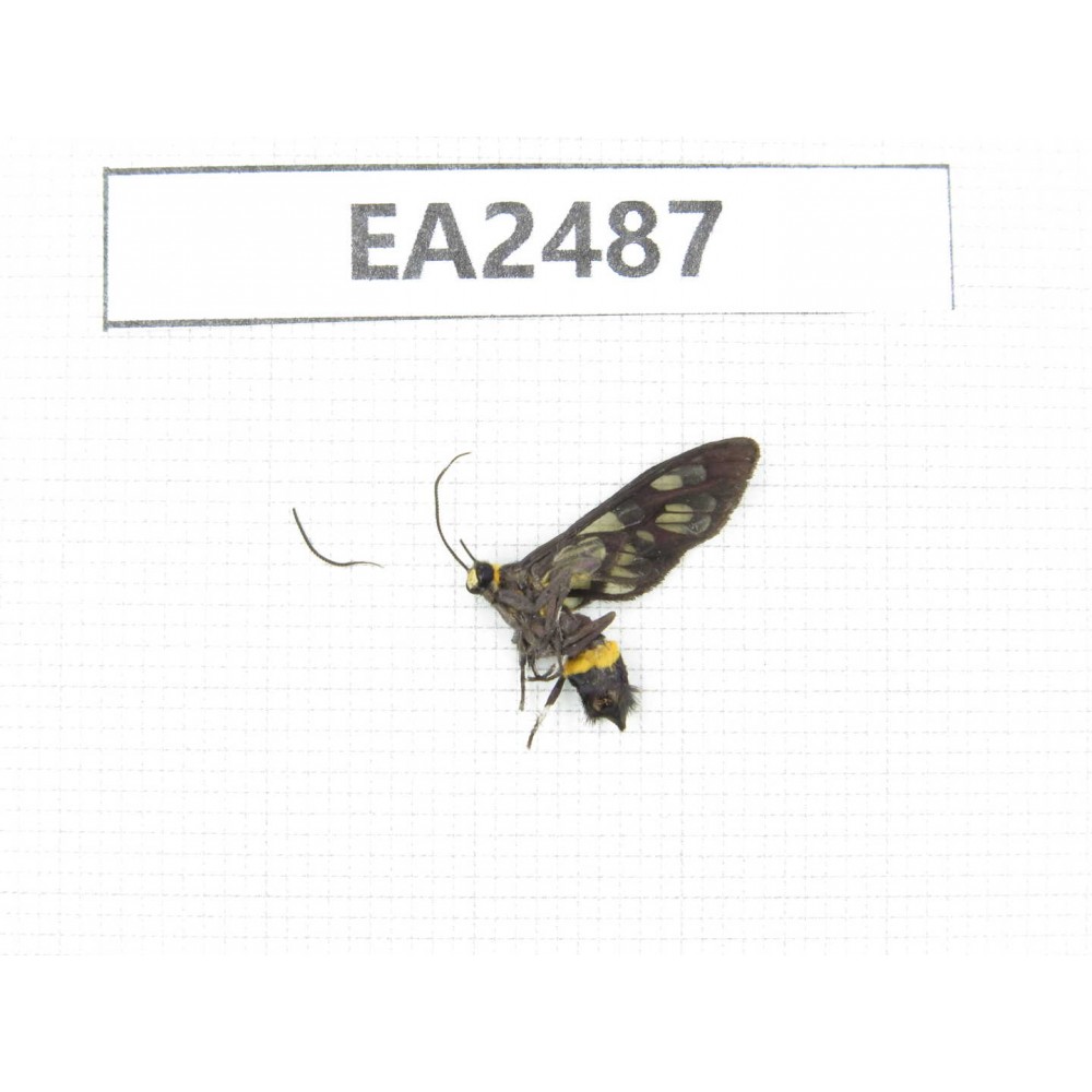 Day flying moths sp. China, Hainan Island, Ledong, Mt.Jianfengling. 1Pcs. EA2487.