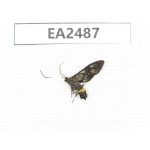 Day flying moths sp. China, Hainan Island, Ledong, Mt.Jianfengling. 1Pcs. EA2487.