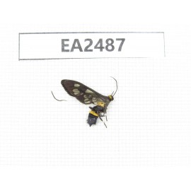 Day flying moths sp. China, Hainan Island, Ledong, Mt.Jianfengling. 1Pcs. EA2487.