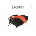 Day flying moths sp. China, Guangxi, Liuzhou, Mt.Dayaoshan. 1Pcs. EA2489.