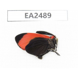 Day flying moths sp. China, Guangxi, Liuzhou, Mt.Dayaoshan. 1Pcs. EA2489.