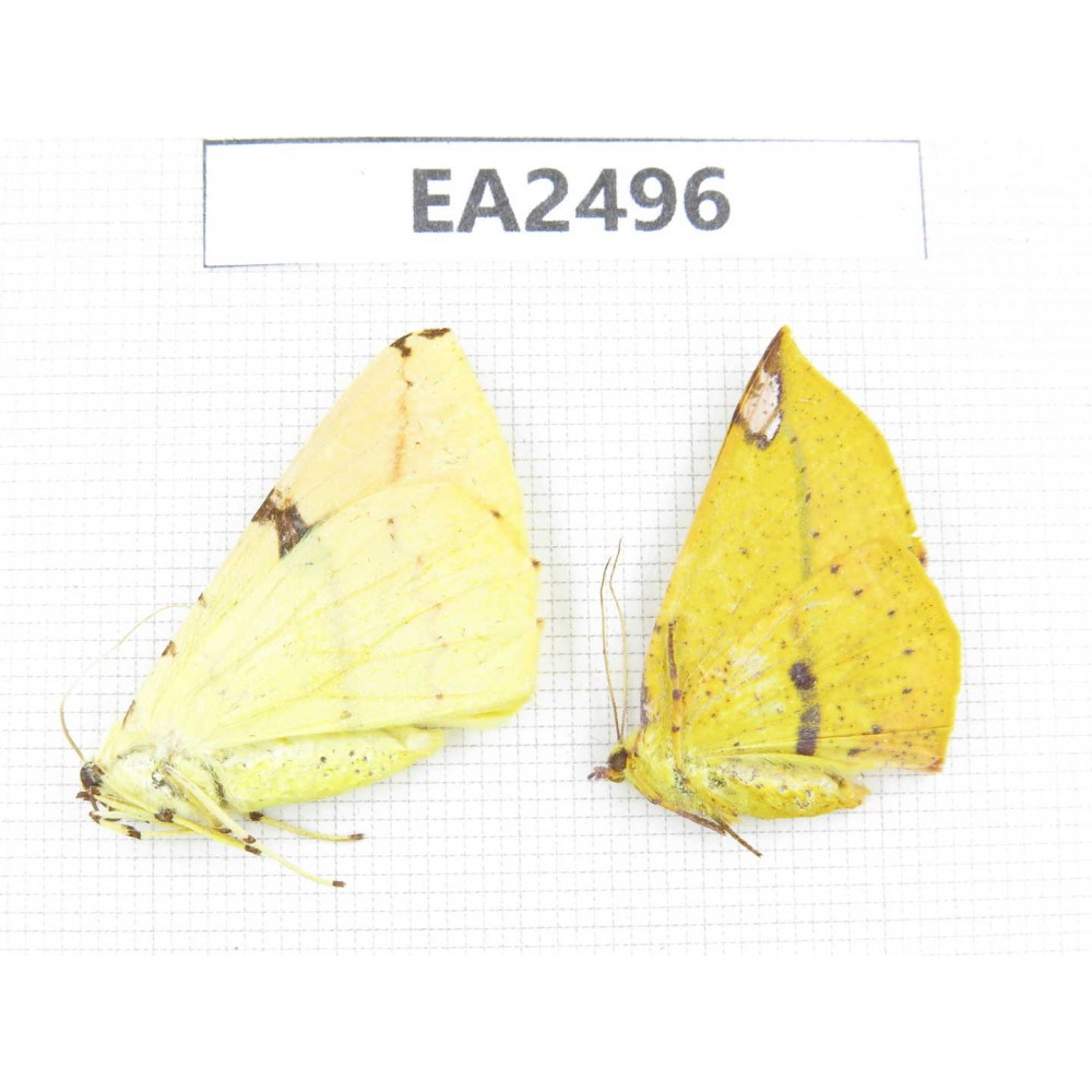 Geometridae sp. China, NW of Yunnan, Xiangerila area, Weixi county, N of Mt.Yunling. 2Pcs. EA2496.